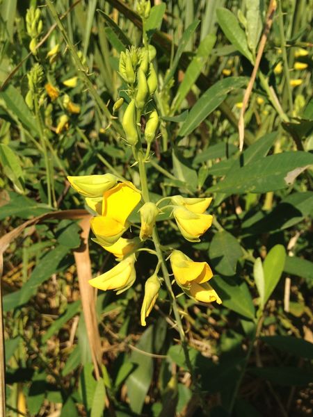 Archivo:Crotalaria vespertilio.jpeg