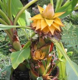 Musaceae-Musella lasiocarpa-001.jpg