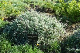 Helichrysum pandurifolium.JPG