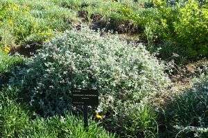 Helichrysum pandurifolium.JPG