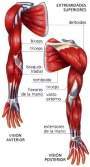 Musculos extremidades1.jpg