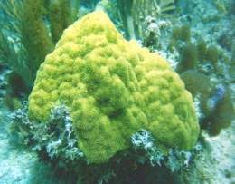 Coral poroso-macizo1.jpg