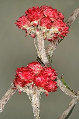 Helichrysum felinum.jpg