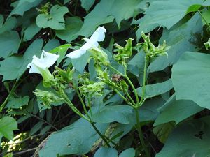 Ipomoea ampullacea.jpeg