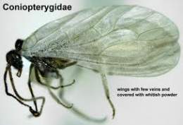 Coniopterygidae.jpg