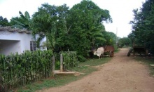 La chucha.JPG