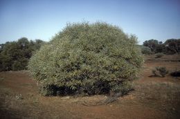 Acacia citrinoviridis.jpg