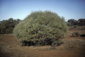 Acacia citrinoviridis.jpg