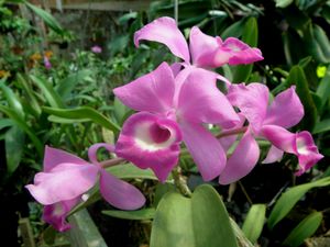 Cattleya deckeri.JPG