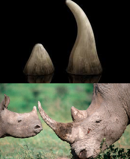 Cuernos de rinoceronte.png