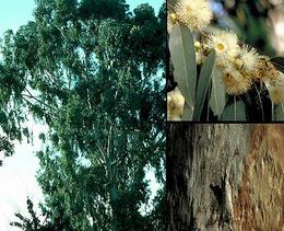 Eucalyptuscamal.jpg