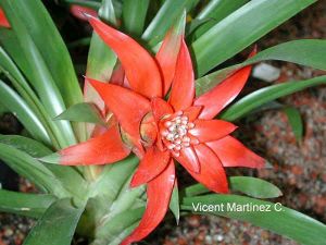 Florguzmania.jpg