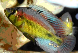 Haplochromis aeneocolor.JPG