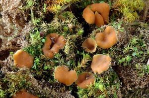 Leucoscypha patavina..jpg