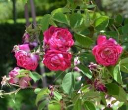 Rosa borboniana.jpg