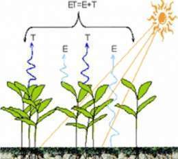 Evapotranpiración 1.jpg