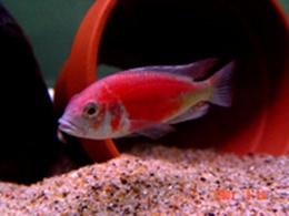 Haplochromis sp. Hippo Point Salmon.JPG