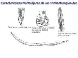 Trichostrongilosis.jpg