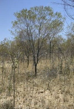 Acacia hammondii.jpg
