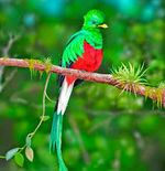 El Quetzal.jpg