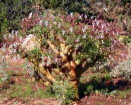 Pelargonium crithmifolium (Geranio elavado).jpg