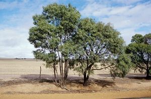 Acacia microbotrya.jpg