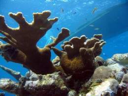 Arrecifes de Coral123.jpg