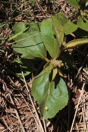 Croton verbascoides 1.jpeg