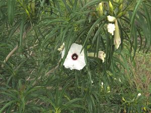 Ipomoea chilopsidis.jpeg