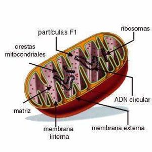 Mitocondrias.jpg