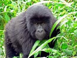 Virunga gorilla.jpg
