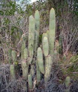 Cactusjijira.jpg