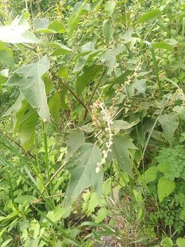 Croton hibiscifolius.jpeg