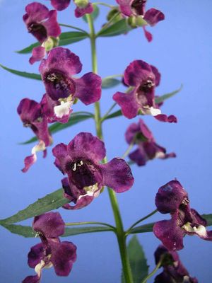AngeloniaSalicariaefolia0.jpg