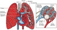Constitución anatómica de los pulmones.jpeg