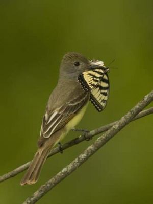 Myiarchus crinitus.jpg