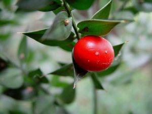 Ruscus aculeatus-muisdoorn4.jpg