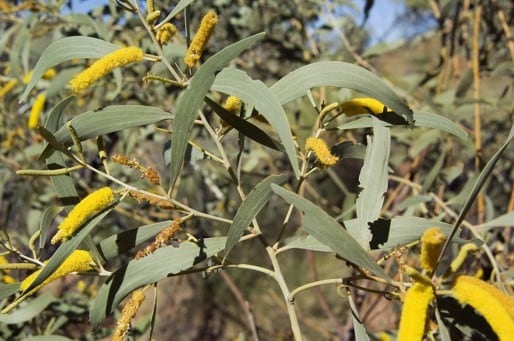 Archivo:Acacia fecunda 2.jpg
