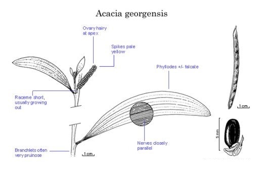 Archivo:Acacia georgensis.jpg