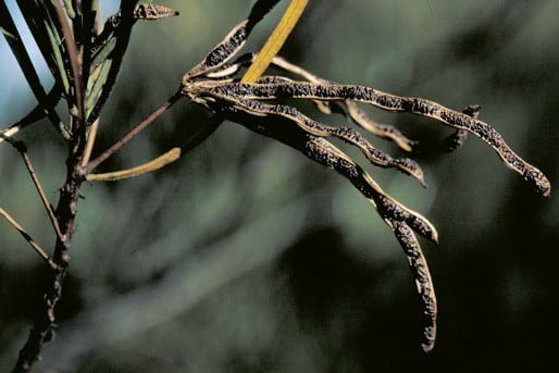 Archivo:Acacia glutinosissima 4.jpg