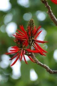 Erythrina indica Lam.jpg
