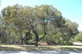 Eucalyptus torquata 1.jpg