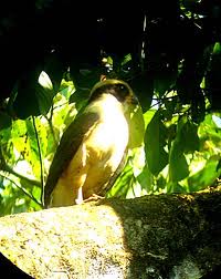 Halcon guaicuru .jpeg