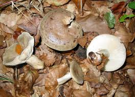 Lactarius blennius.jpg