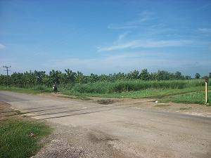 Localidad de Pino 3.jpg