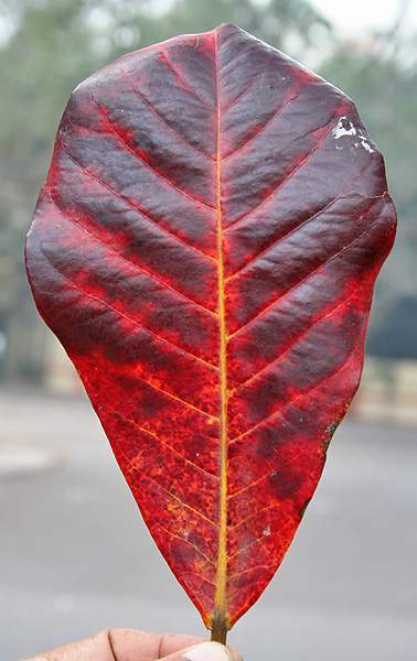 Archivo:Terminalia catappa hoja rojiza.jpg