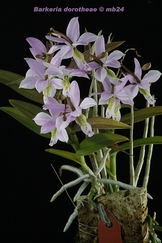 Archivo:15627797022 3860933f8d.jpg