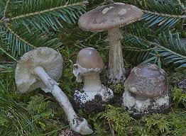 Amanita porphyria.jpg