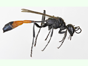 Avispa de la arena de banda roja.jpg