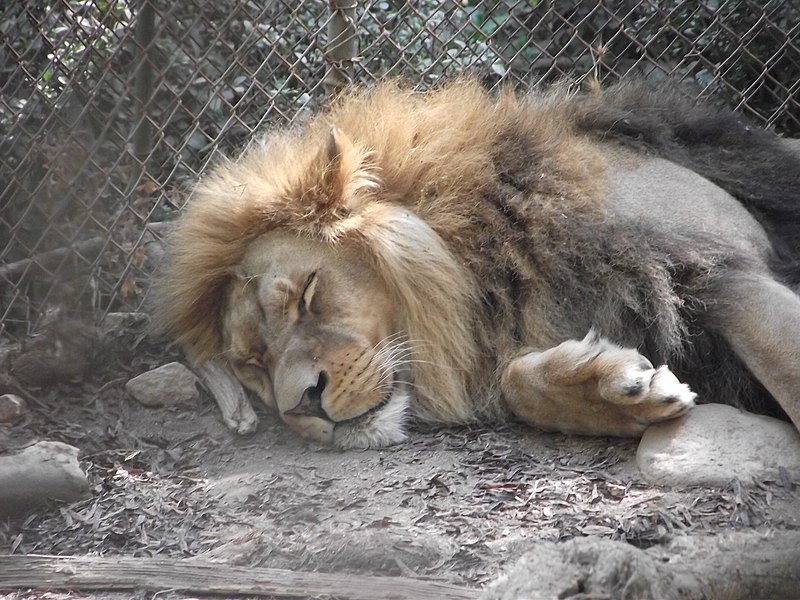 Archivo:León Africano., zoo Quilpué.jpg
